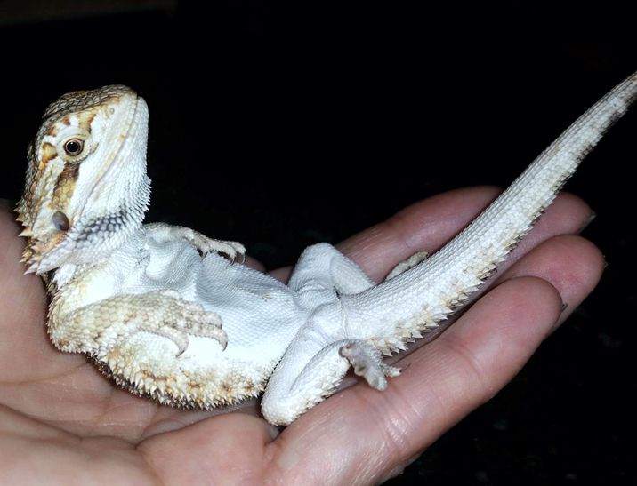 Are Bearded Dragons Native To Arizona